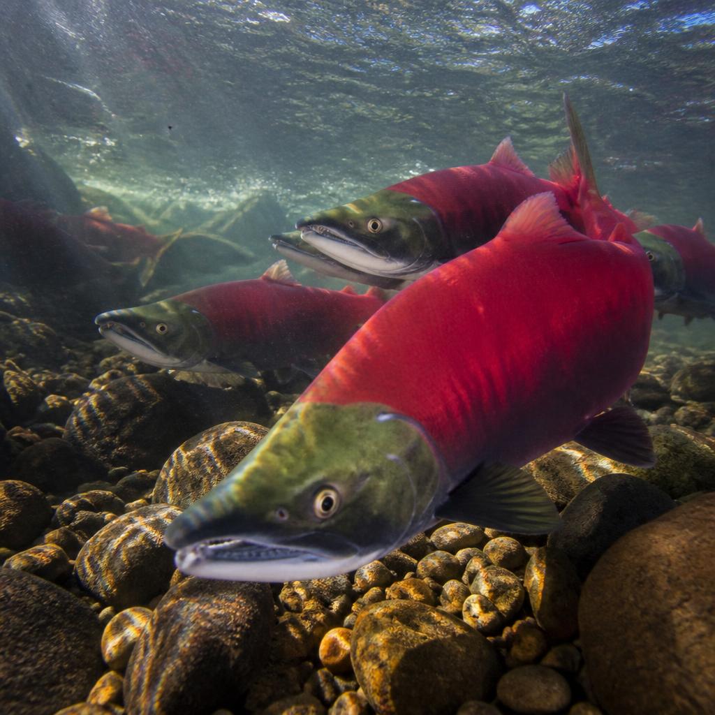 Kokanee · underwater